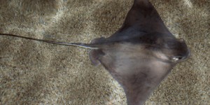 Bat Rays - Doheny State Beach Foundation